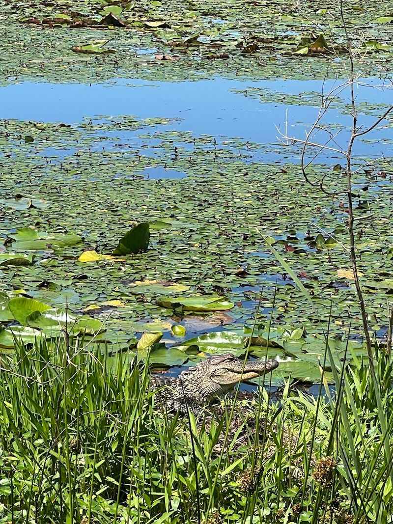 Alligators in Oklahoma, and Yes, This Is the Place