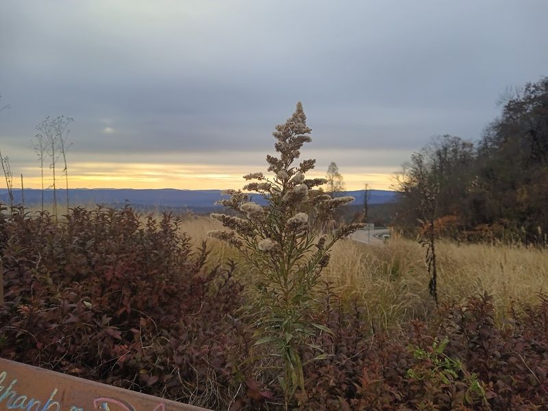 Wildflowers and Flora: A Living Garden Along the Path