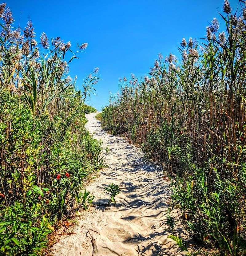Hiking Trails Through Dunes, Forests, and Marshes
