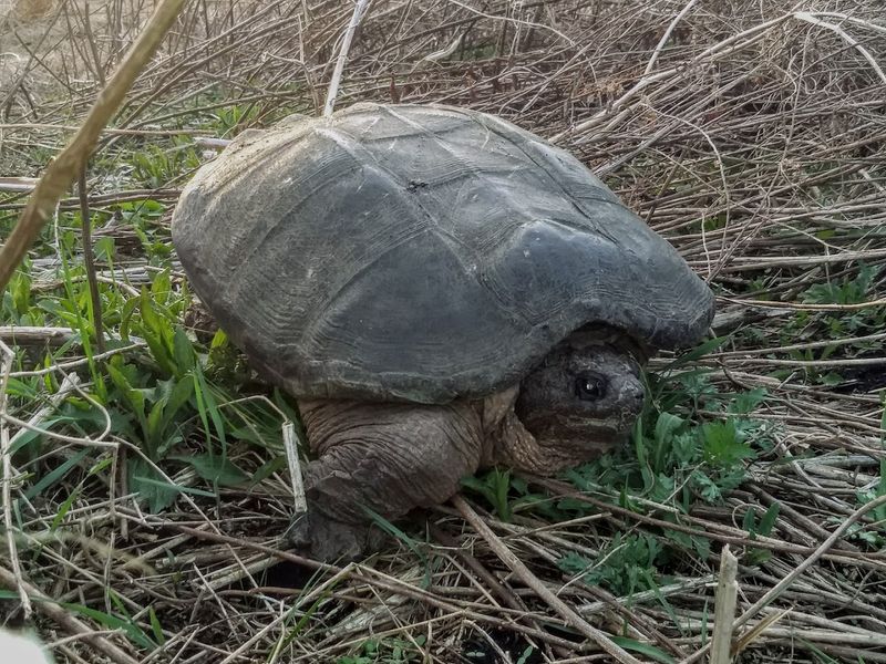 The Bog Turtle and Its Protected Home