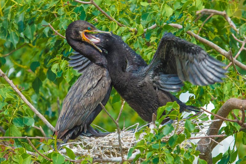 Photography at Smith Oaks: Where Every Shot Tells a Story