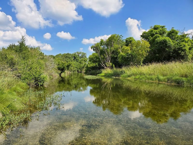 Creek Bottoms and the Quiet Magic of Bandera Creek