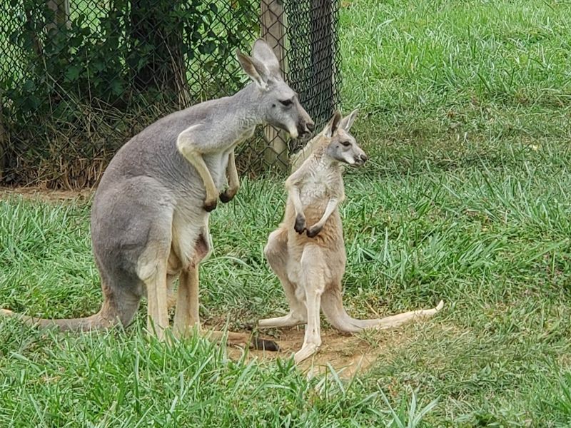 Conservation and Education at the Heart of Everything