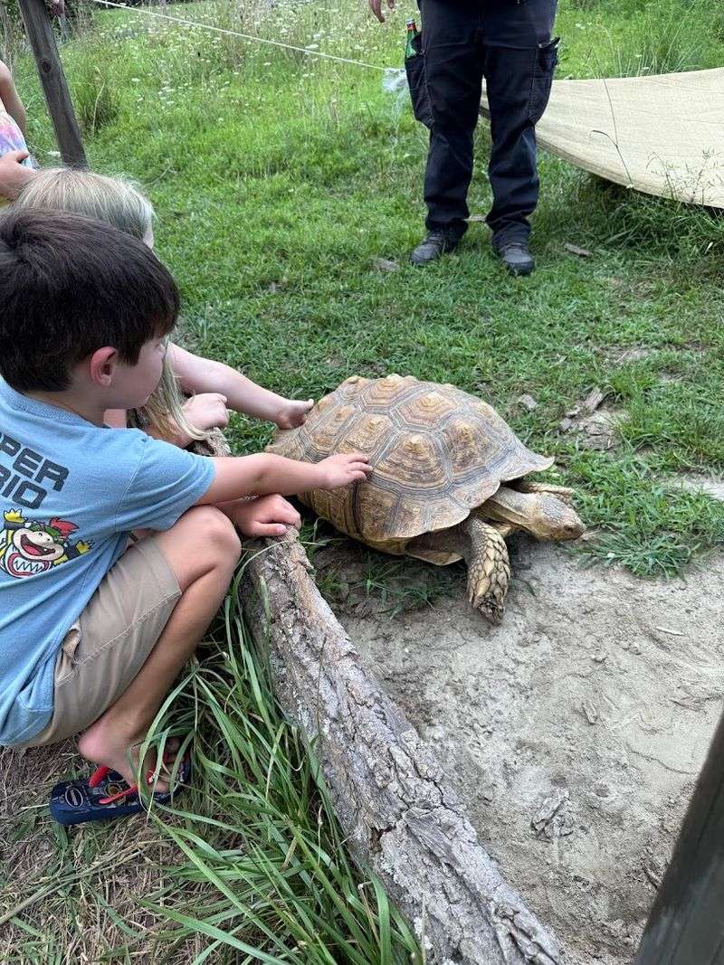The Outdoor Tortoise Feeding Experience You Did Not Expect