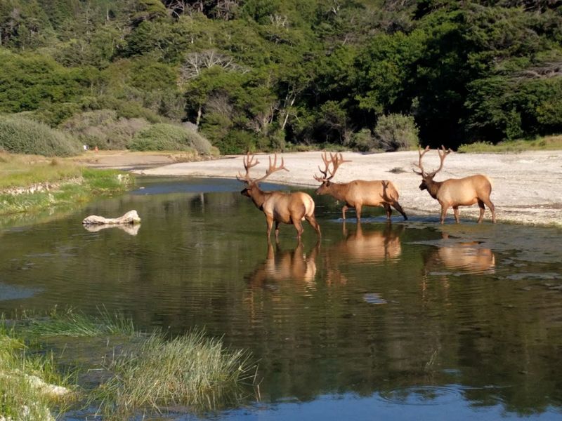 Roosevelt Elk Make The Whole Place Feel Wilder