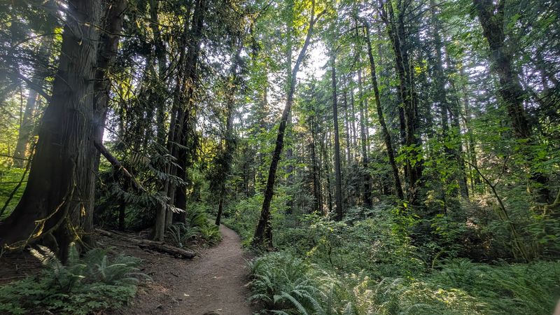 Woodpeckers and the Birds That Share the Trees