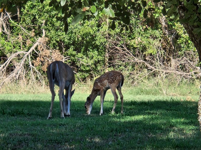 Wildlife and Birdwatching Opportunities
