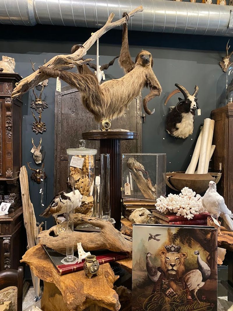 Taxidermy That Surprises and Delights