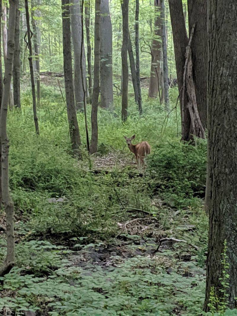 Wildlife and Birds That Call This Forest Home