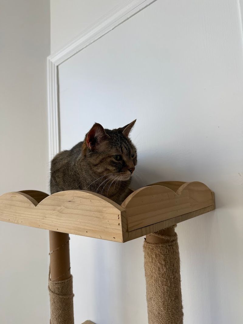 Tall Cat Structures Stretching Toward The Ceiling