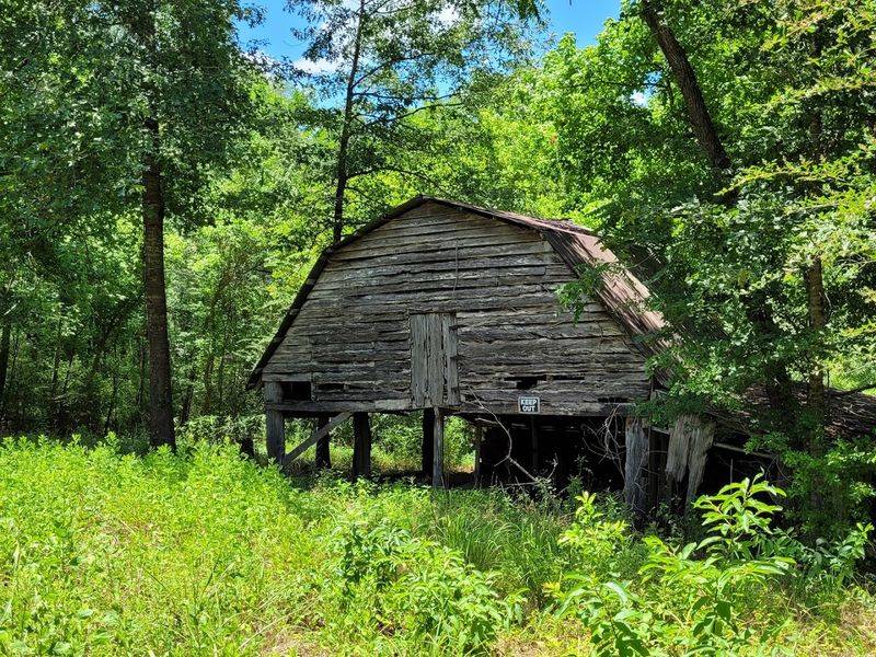 The Atmosphere of the East Texas Piney Woods Setting