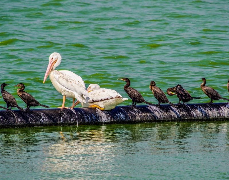 Mitchell Lake Audubon Center 