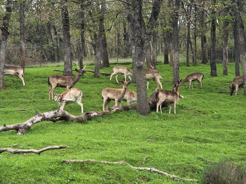 Wildlife Safari as a Nonprofit and Rescue Organization