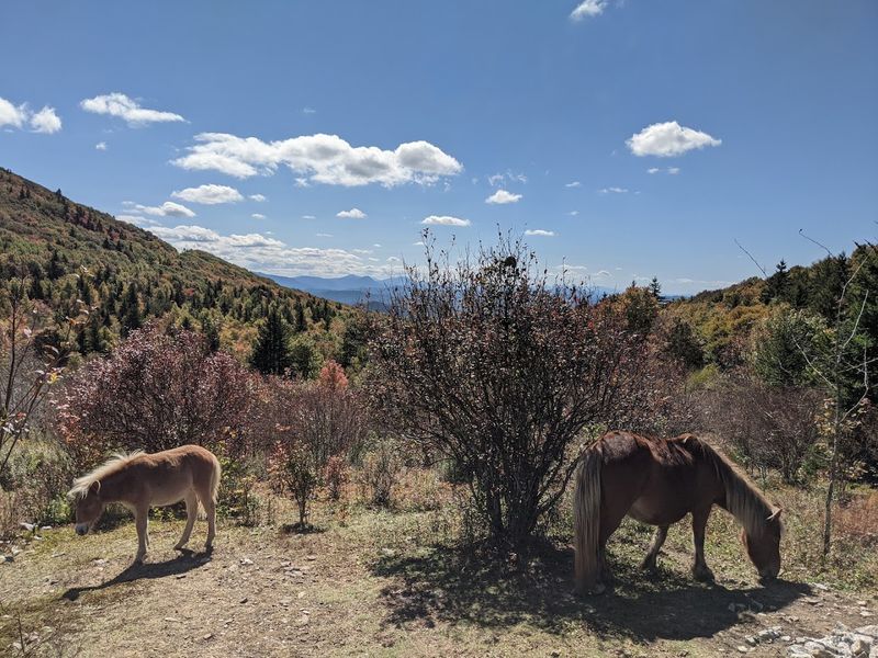 Rhododendron Trail and Its Absolutely Ridiculous Beauty