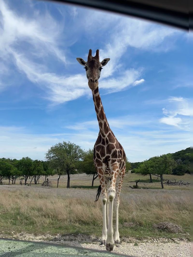Fossil Rim Wildlife Center: A Safari Experience Deep in the Texas Hills