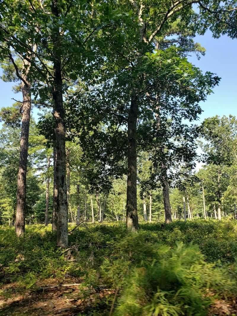 Hiking Through the Pines: Trails That Reward Every Step