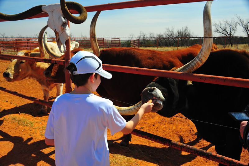 Coming Face to Face With the Texas Longhorn Herd