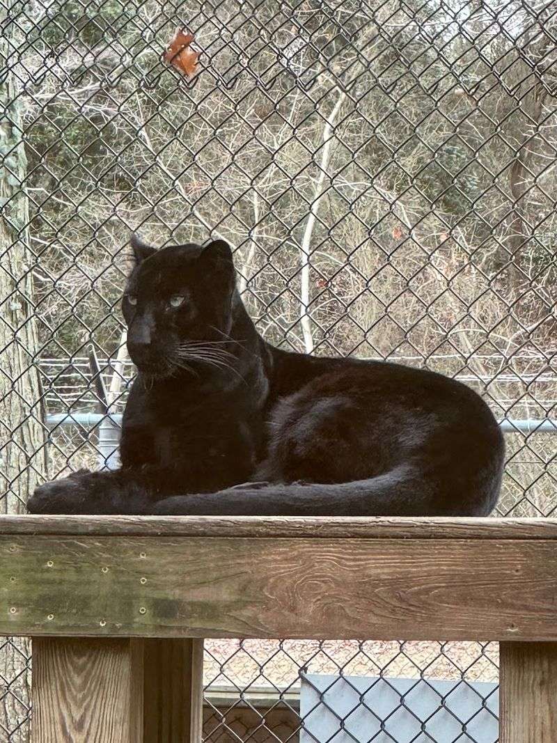 Cohanzick Zoo (Bridgeton)