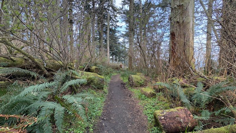 Ancient Spruce Forest: A Living Cathedral of Trees