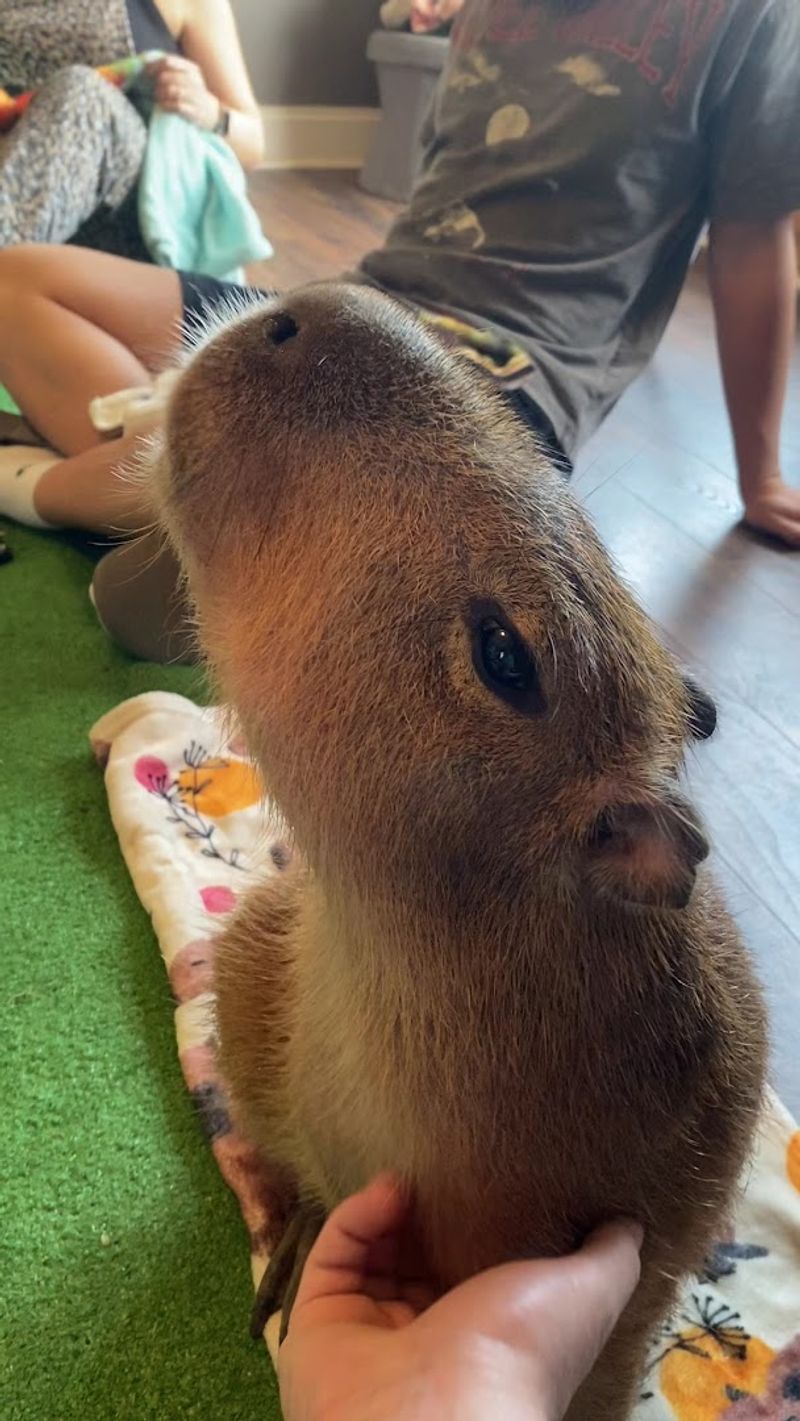 What Capyfriends Café Actually Is