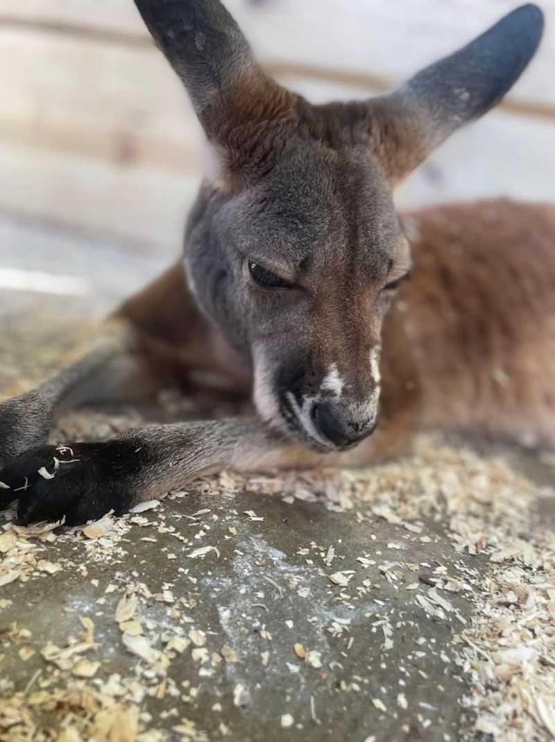 Baby Kangaroos and Wallabies That Steal the Show