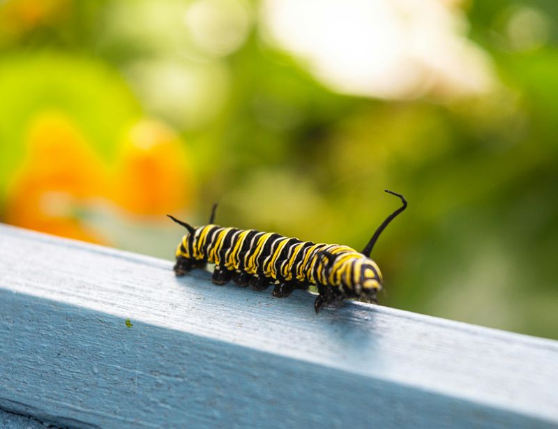 Why This Program Makes an Incredible Gift for Young Nature Lovers