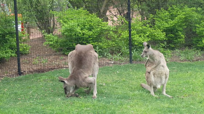 Fort Wayne Children's Zoo