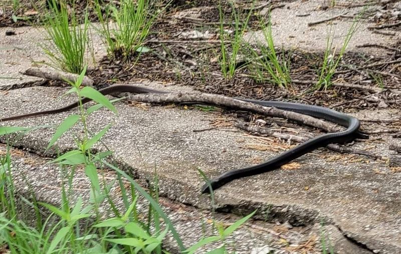 Wildlife and Nature You Might Encounter