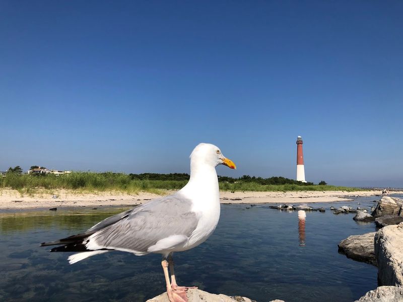 Barnegat Lighthouse State Park