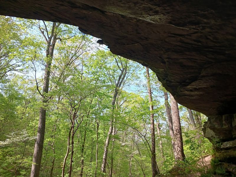 The Forest Canopy Creates a World of Its Own