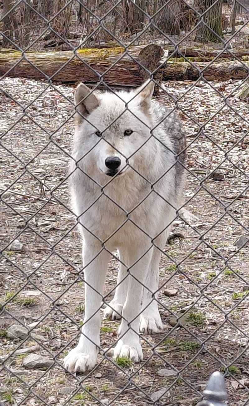 Lakota Wolf Preserve (Columbia)