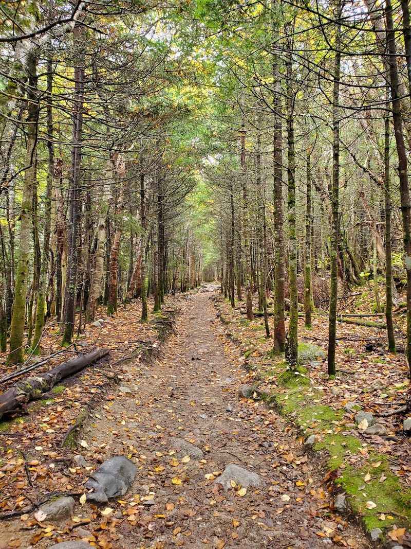 The Forest Walk: What the Trail Feels Like Before the Summit
