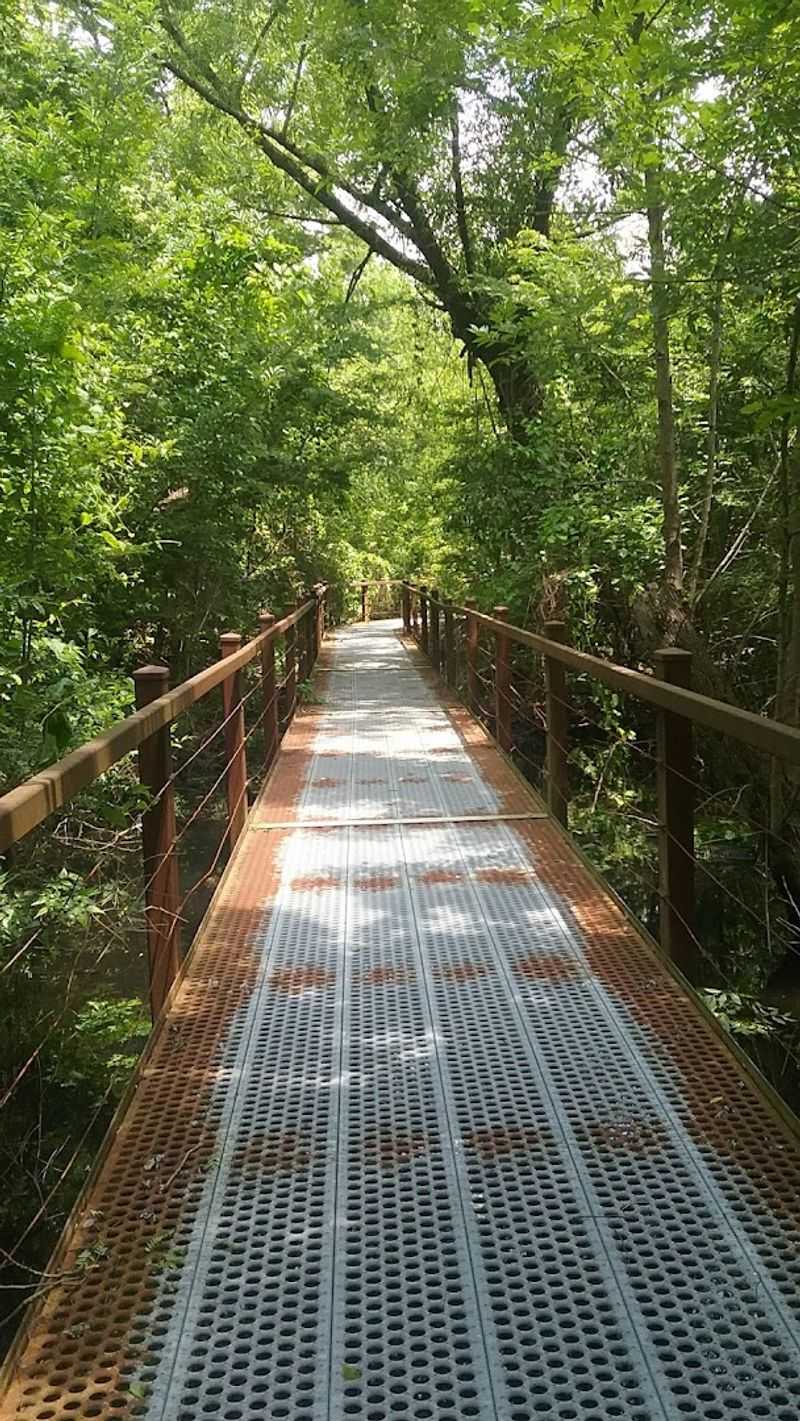 The Boardwalk Trail Puts You Right Inside the Canopy
