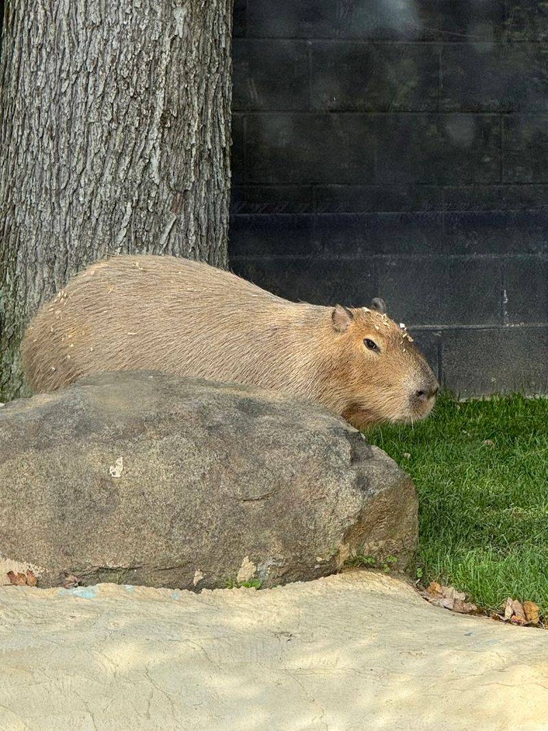 Sloths, Capybaras, and the World's Most Relaxed Animal Lineup