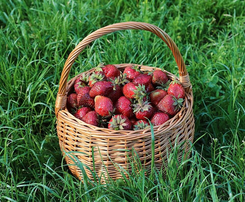 4th Annual Strawberry Festival at First Church of the Brethren, Virginia