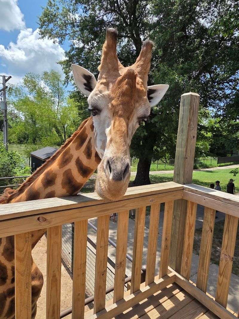 Feeding the Giraffes Up Close