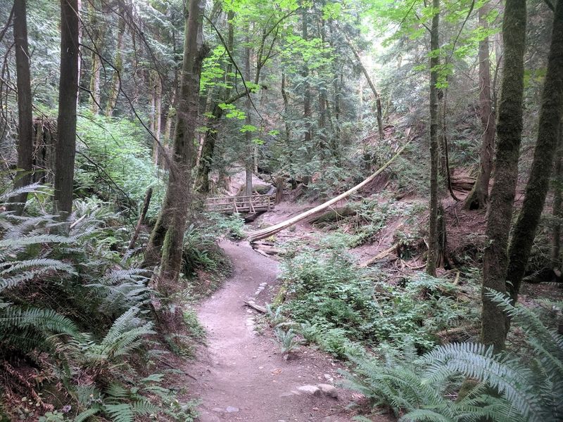 Primrose Trail: Quiet Creek Views and Small Waterfalls