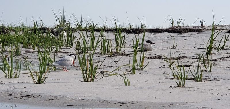 Wildlife Beyond the Birds: What Else Calls This Island Home