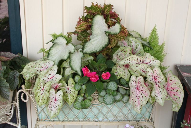 Buying Caladium Bulbs Straight From the Growers