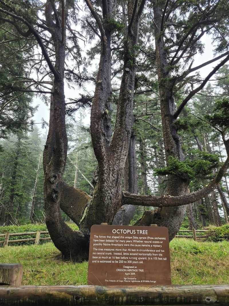 The Octopus Tree and Its Wild Story