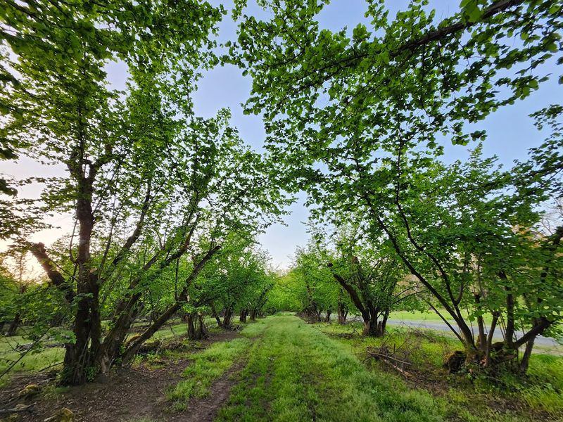 How the Orchard Transforms After Dark