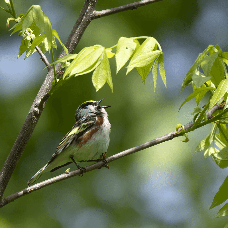 Birdwatching at One of New Jersey's Most Important Habitats