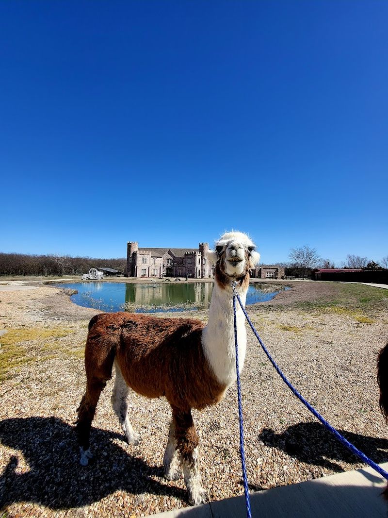 Barack O'Llama and the Charm of a Natural Diplomat