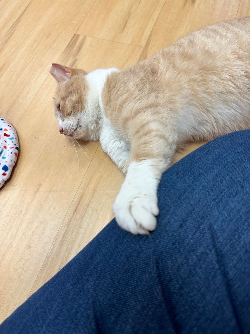 Nearly Six Hundred Cats Adopted Into Forever Homes