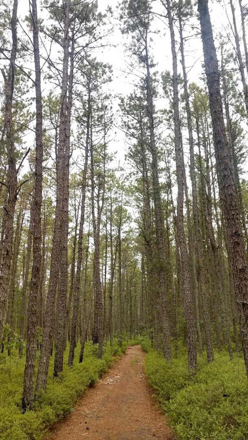 Hiking the Batona Trail to Camp