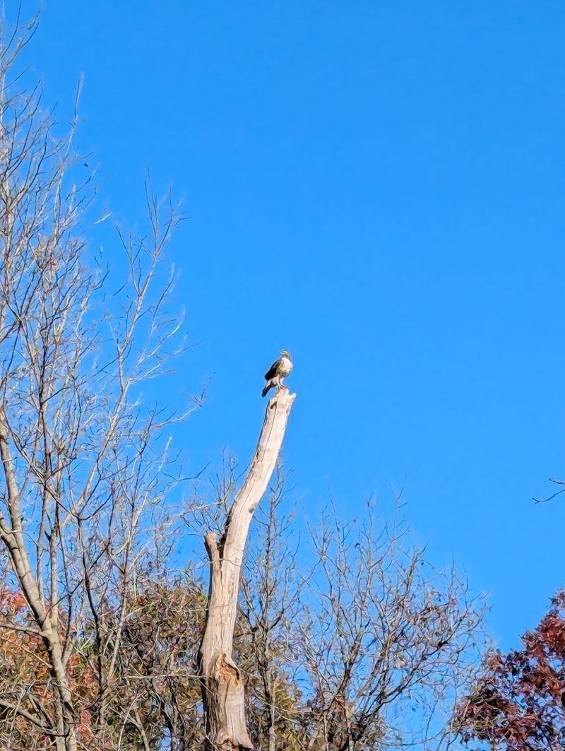 Wildlife and Nature Along the Corridor