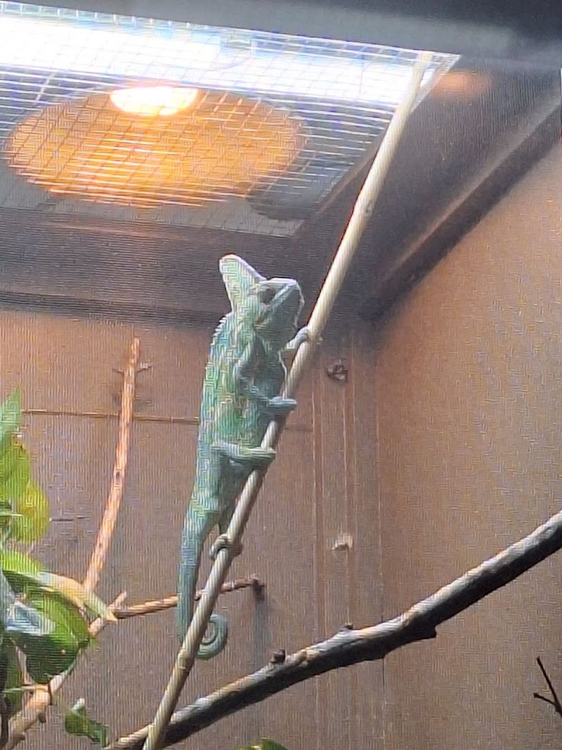 Feeding Demonstrations That Make Science Come Alive