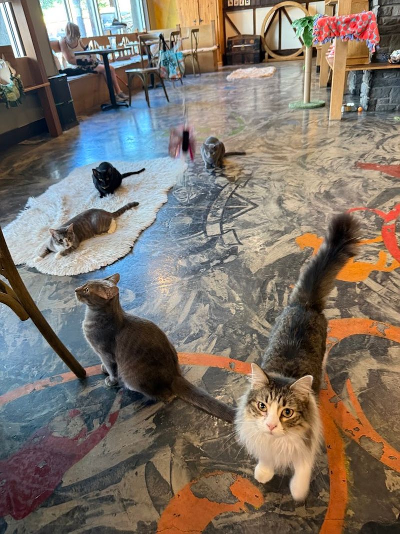 The Bright Cat Lounge With Large Picture Windows