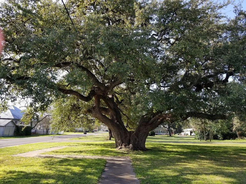 Why Kyle, Texas Deserves a Spot on Your Travel List