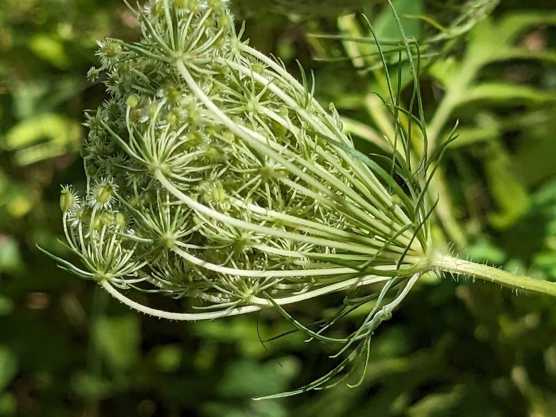 Foraging Finds and Wild Edibles in Spring